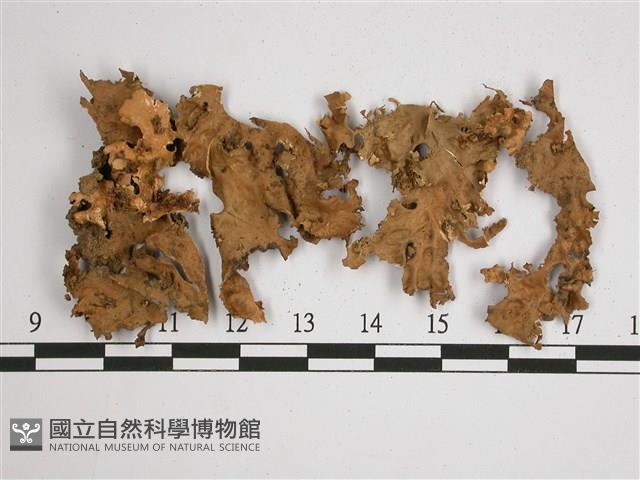 劍形兜衣藏品圖，第1張