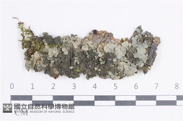 粗瓦衣藏品圖，第1張