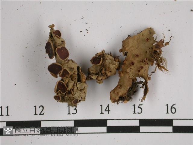 擬文字兜衣藏品圖，第1張