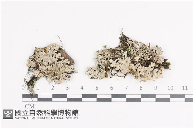 登錄號:L00004528藏品圖，第1張