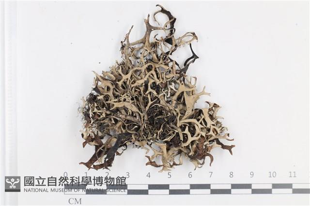 登錄號:L00002328藏品圖，第1張