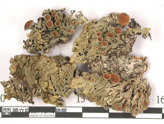 登錄號:L00001328藏品圖，第1張