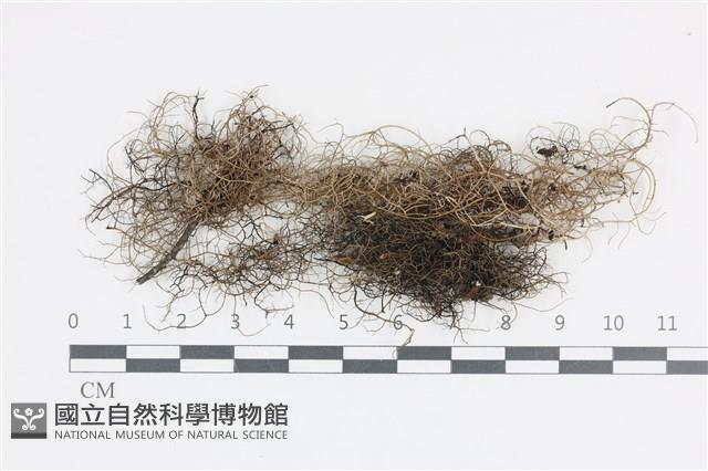 登錄號:L00004328藏品圖，第1張