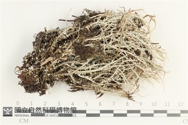 登錄號:L00002278藏品圖，第1張