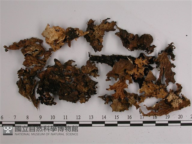 網脊兜衣藏品圖，第1張