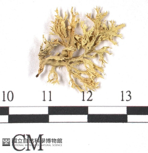 登錄號:L00001078藏品圖，第1張