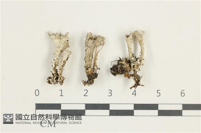 登錄號:L00001578藏品圖，第1張