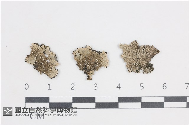 登錄號:L00001478藏品圖，第1張