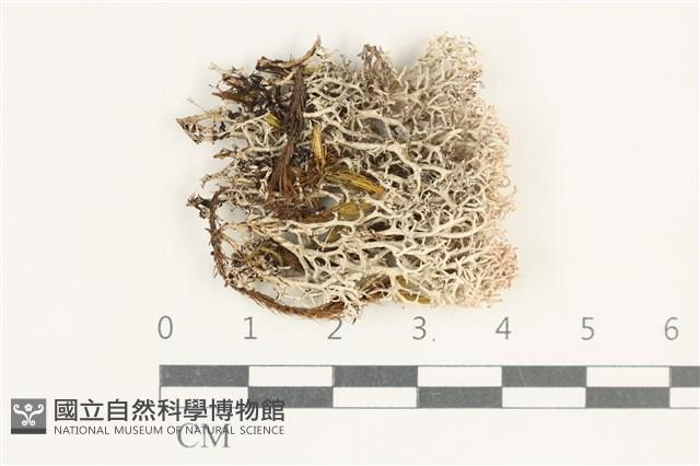登錄號:L00005478藏品圖，第1張