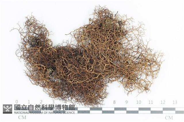 登錄號:L00002378藏品圖，第1張