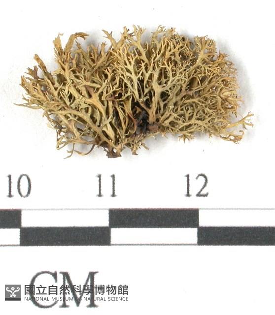 登錄號:L00000698藏品圖，第1張