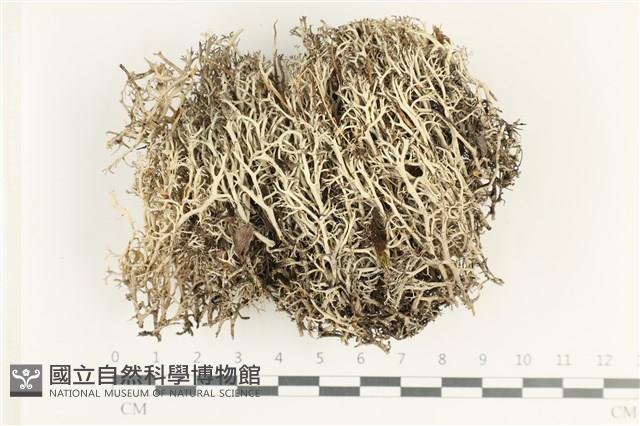 登錄號:L00002198藏品圖，第1張