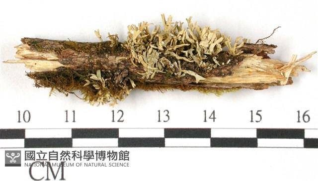 登錄號:L00000598藏品圖，第1張