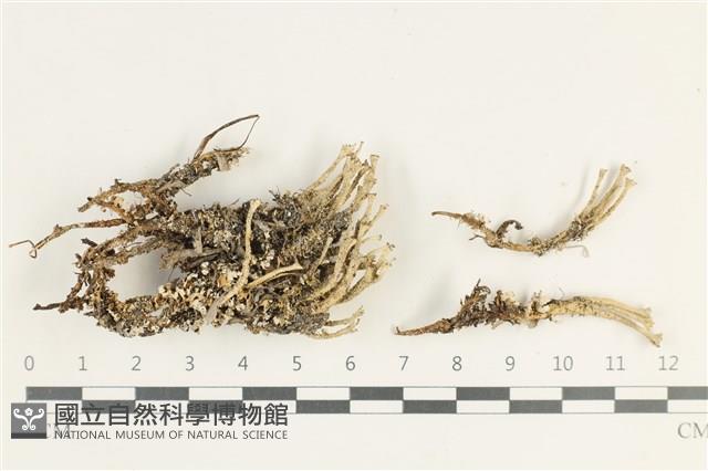 登錄號:L00000498藏品圖，第1張