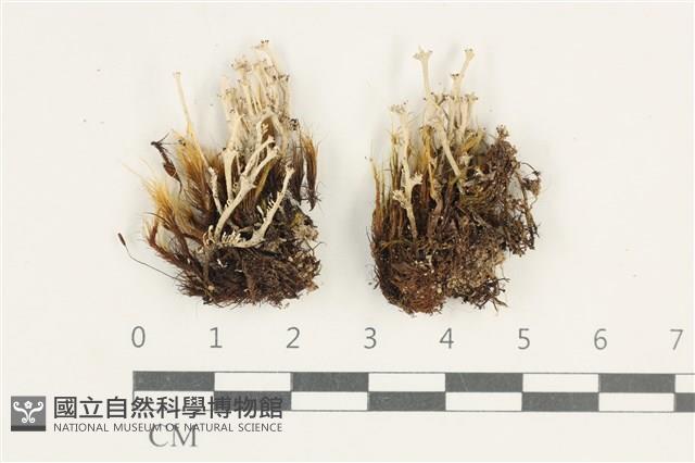 登錄號:L00001498藏品圖，第1張