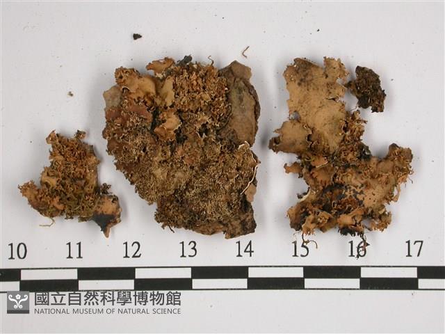 厚兜衣藏品圖，第1張