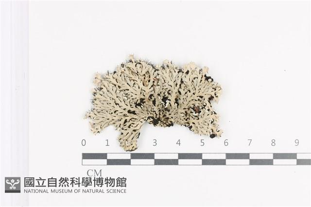 登錄號:L00002038藏品圖，第1張