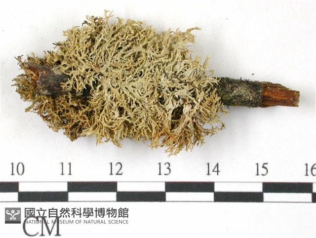 登錄號:L00001038藏品圖，第1張