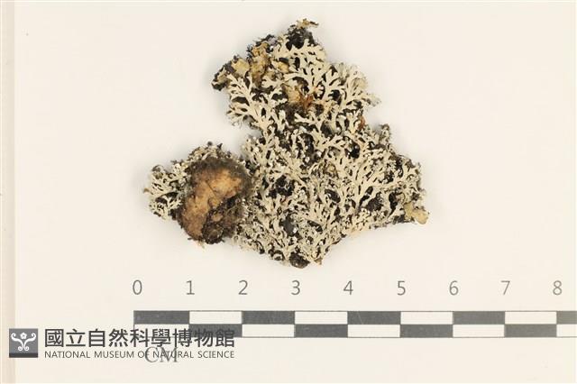 登錄號:L00003138藏品圖，第1張