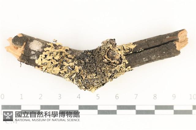 登錄號:L00004138藏品圖，第1張
