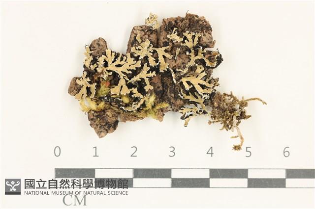 登錄號:L00003538藏品圖，第1張