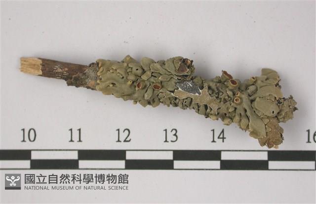 登錄號:L00001338藏品圖，第1張