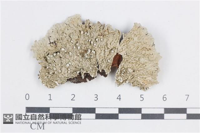 登錄號:L00005289藏品圖，第1張