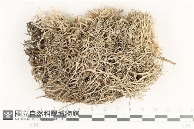 登錄號:L00002089藏品圖，第1張