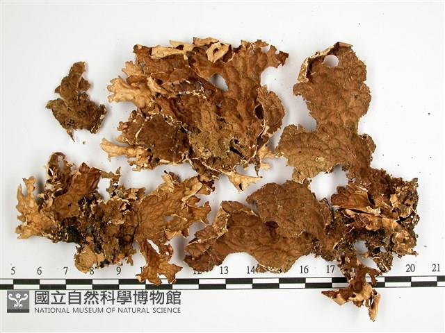 叉狀針芽兜衣藏品圖，第1張