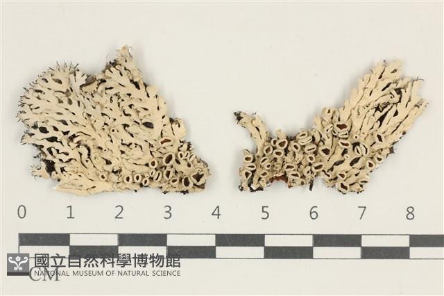 登錄號:L00004589藏品圖，第1張