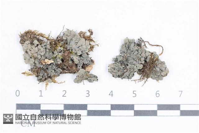 環紋瓦衣藏品圖，第1張