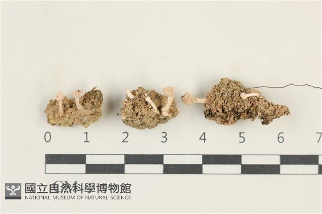 登錄號:L00001489藏品圖，第1張