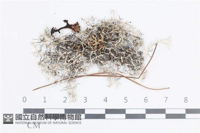 登錄號:L00002389藏品圖，第1張