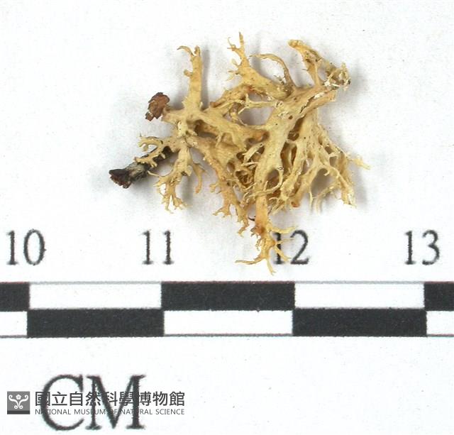 登錄號:L00000389藏品圖，第1張