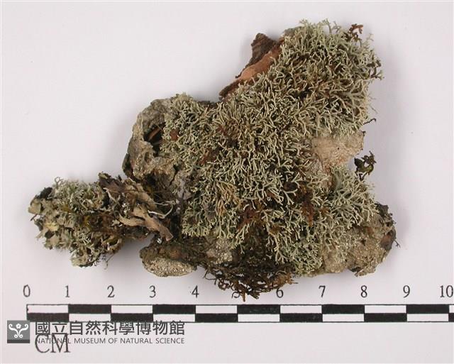 登錄號:L00002209藏品圖，第1張