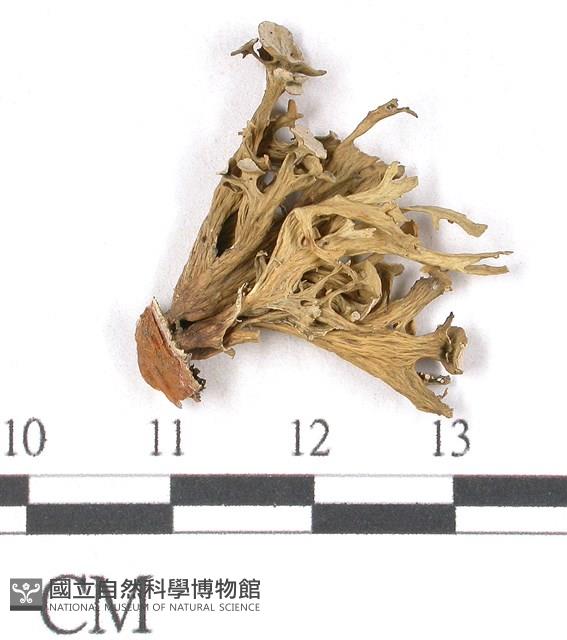 登錄號:L00002009藏品圖，第1張