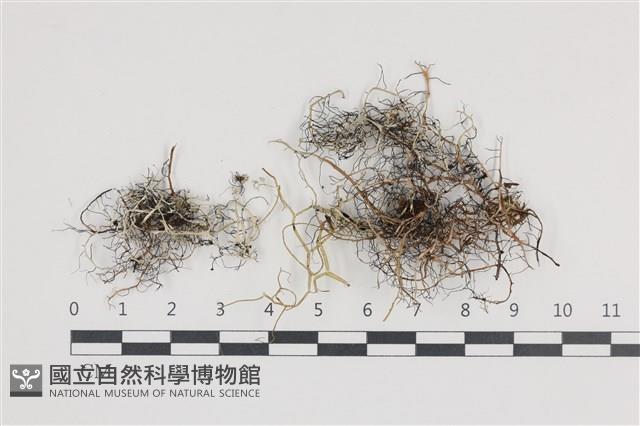 登錄號:L00004009藏品圖，第1張