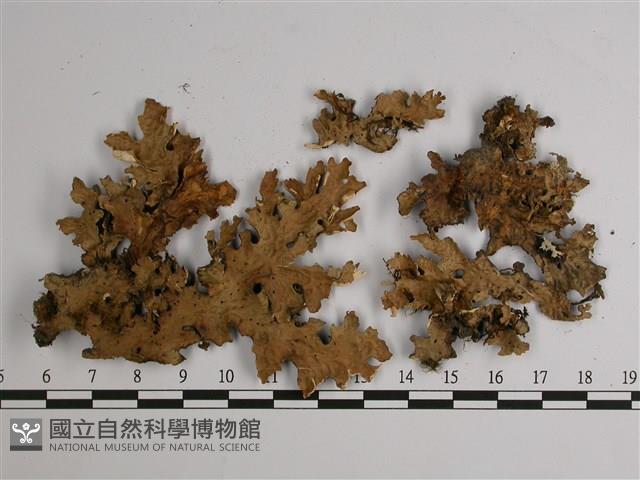 東方兜衣藏品圖，第1張