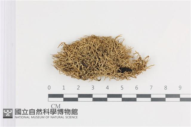 登錄號:L00001109藏品圖，第1張