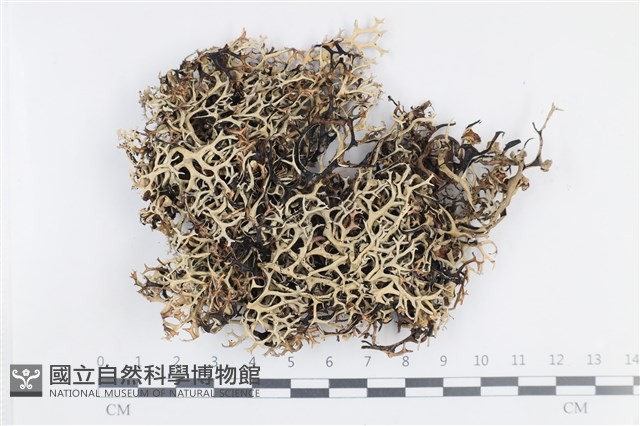 登錄號:L00004509藏品圖，第1張