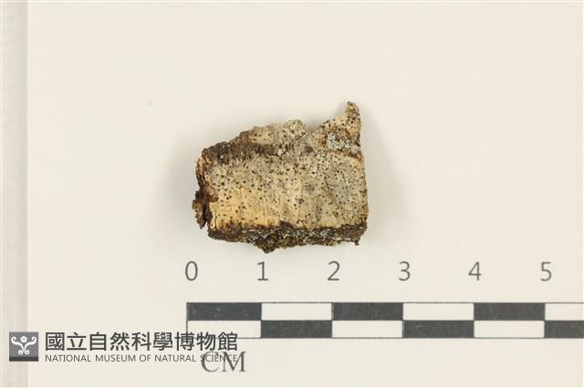 登錄號:L00005069藏品圖，第1張