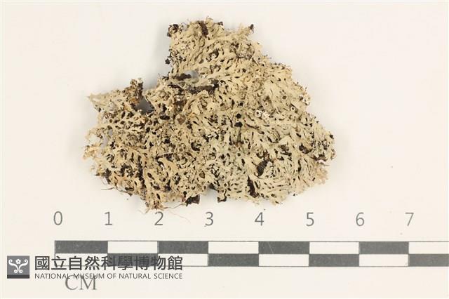 登錄號:L00003069藏品圖，第1張