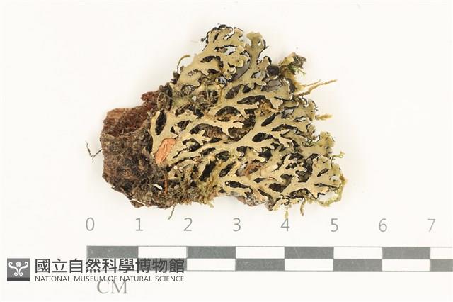 登錄號:L00004069藏品圖，第1張