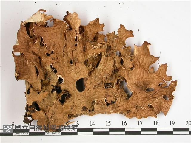 叉狀針芽兜衣藏品圖，第1張