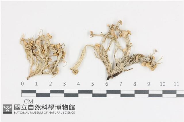 登錄號:L00002569藏品圖，第1張