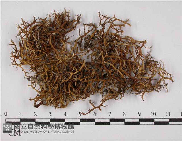 登錄號:L00000469藏品圖，第1張