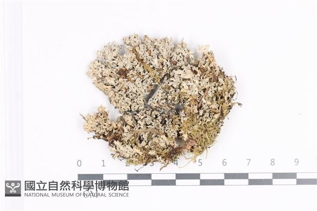 日本雪花衣藏品圖，第1張