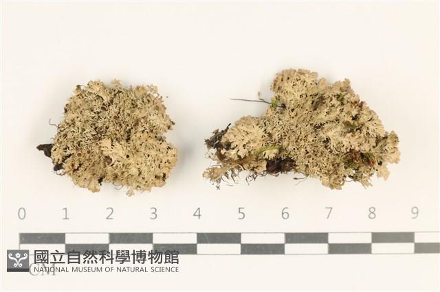 登錄號:L00003119藏品圖，第1張