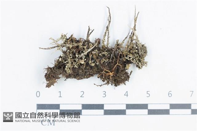 登錄號:L00003419藏品圖，第1張