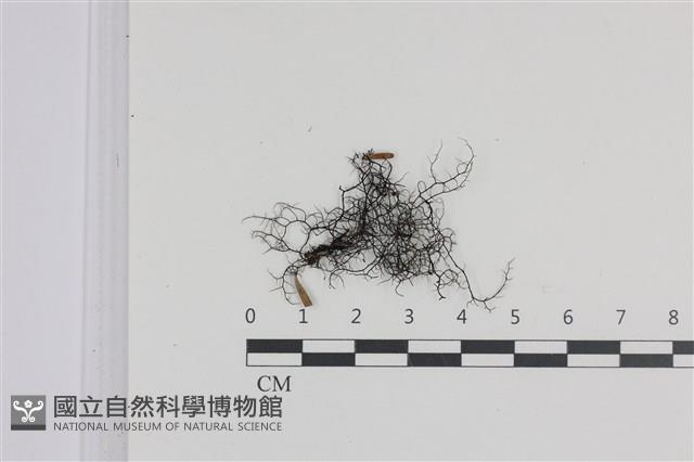 登錄號:L00004319藏品圖，第1張